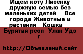 Ищем коту Лисёнку дружную семью без маленьких детей  - Все города Животные и растения » Кошки   . Бурятия респ.,Улан-Удэ г.